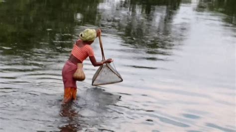 How Tribal Do Fishing Tribal People Catching Boroli Fish In Dooars