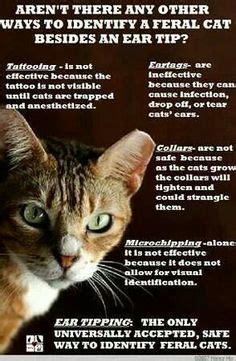 There are 2 notched ear cat for sale on etsy, and they cost $9.88 on average. Feral Cat Ear Tipping | SOS of Ohio, Low Cost Spay and ...