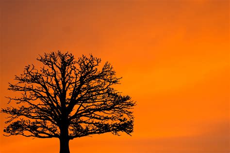 Sunset Tree Silhouette Free Stock Photo Public Domain Pictures
