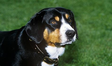 Entlebucher Mountain Dog Breed Information Vetstreet Vetstreet