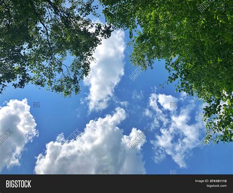Green Leaves Tree Image And Photo Free Trial Bigstock