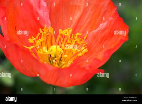 Iceland Poppy Flower Red Stock Photo Alamy