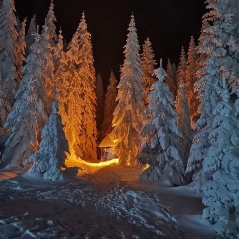 Winter Night In The Forest Téli Este Az Erdőben Megaport Media