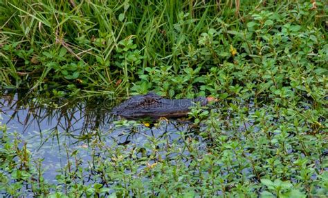 Wild American Alligator In A Swamp In The Louisiana Bayou Stock Photo