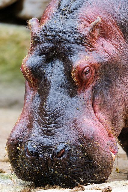 Hippo Portrait Hippopotamus Hippo Animals Beautiful