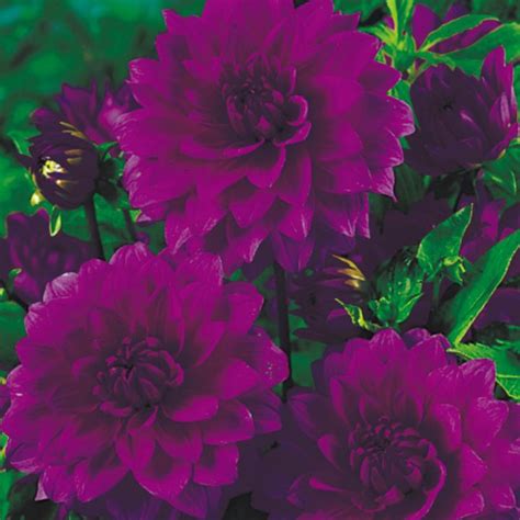 Purple Flower Colour Scheme Suttons Seeds Blog Bepflanzung
