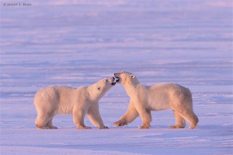 Polar Bears 1 Life On Thin Ice
