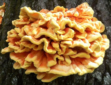 Chicken Of The Woods Higher Fungi Of The San Francisco Bay Area