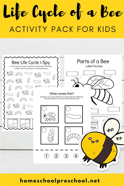 Bee Life Cycle Worksheet