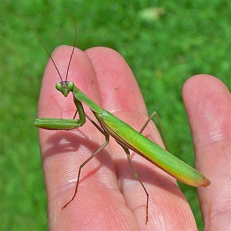 Praying Mantis Encore Field Station