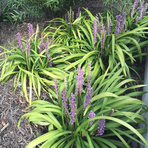 Onlineplantcenter 1 Gal Royal Purple Liriope Grass L6025g3 The Home