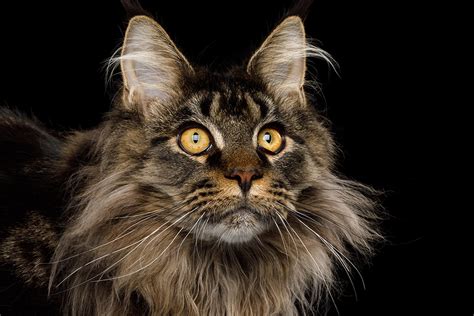 Maine coons communicate with a chirping trill rather than a meow, an incongruous sound coming from a gentle giant. Cat Breed Profile: Facts About The Maine Coon Cat | Figo Pet Insurance