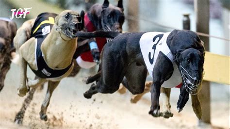 Track Race Dog Race Greyhounds Racing Youtube