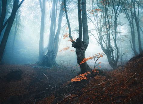 Autumn Forest In Blue Fog Mystical Autumn Trees Stock Image Image Of