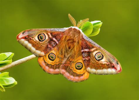 Tiny Moth Wings Absorb Big Sounds To Evade Predators •