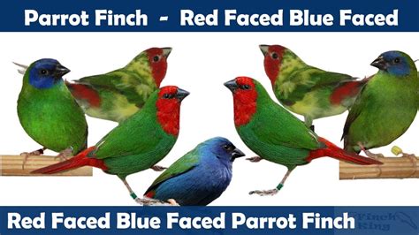 Parrot Finch Red Faced Parrot Finch Blue Faced Parrot Finch Youtube