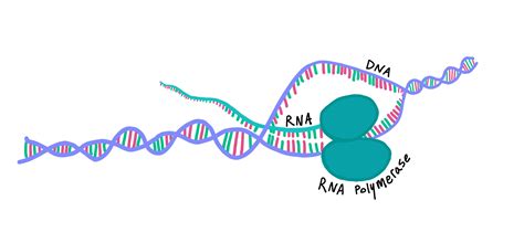 what is transcription biology — definition and process expii