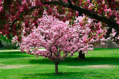 Liven up your landscape with plants that bloom alongside colorful fall foliage. Pink Flowering Trees - Gardenerdy