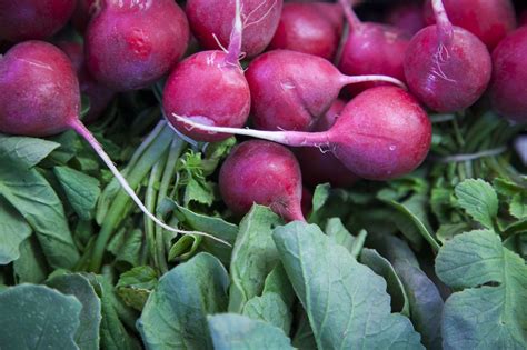 Here Are Some Helpful Tips On How To Grow Turnips