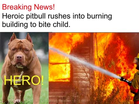 Anti Pitbull Memes Pitbulls Vs Toddlers Know Your Meme