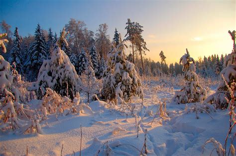Красивый Зимний Пейзаж Картинки В Лесу Telegraph