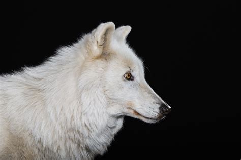 Arcticwolfportrait01