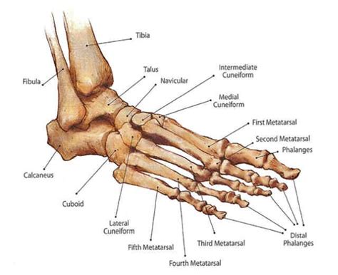 The temporal bone consists of a pair of bones that help make up the skull. What are the Leg Bones of the Human Body | Ankle anatomy ...