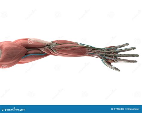 Human Anatomy Hand Arm Muscular System Stock Illustration