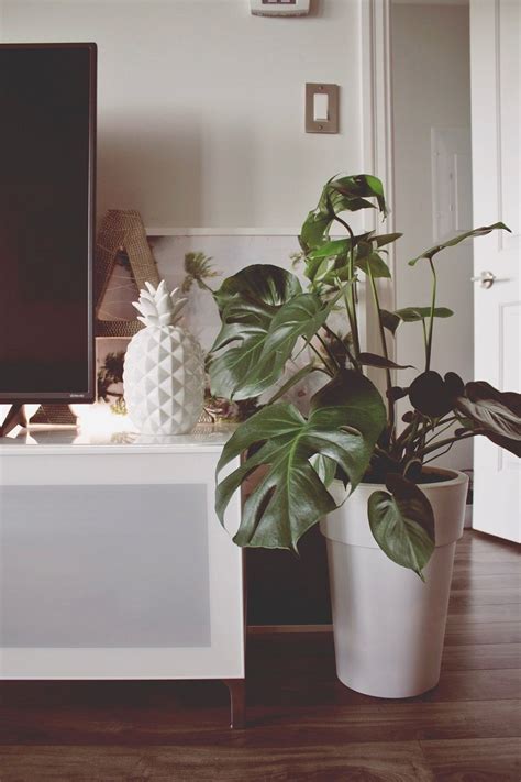 Gorgeous Plant Decoration For Your Living Room Living Room Plants