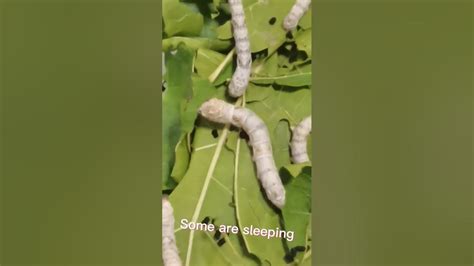Look At These Cute Silkworms Let S Watch Them Grow Up Everyday Youtube
