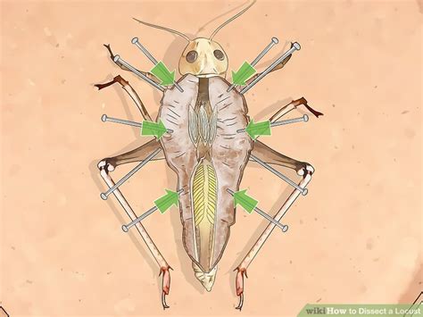 How To Dissect A Locust 14 Steps With Pictures Wikihow