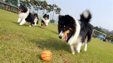 Do not link to an external craigslist ad. Top 5 Dog Parks in The Bay Area - CBS San Francisco