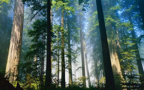 Daily Wallpaper: Redwood Forest | I Like To Waste My Time