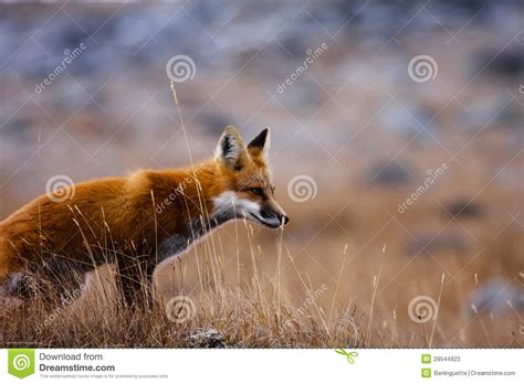 Red Fox Stock Image Image Of Tundra Animal Wildlife 29544923