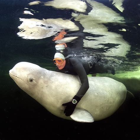 Breathtaking Photos Of Woman S Nude Swim With Beluga Whales Warning Graphic Images Ibtimes