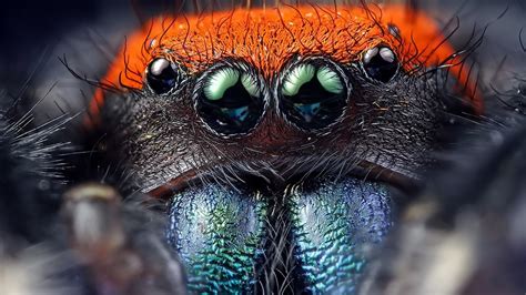 Scary Spider Wallpaper 65 Images