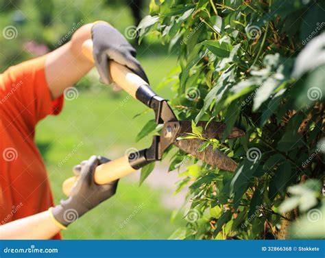 Hedge Trimming Royalty Free Stock Photos Image 32866368