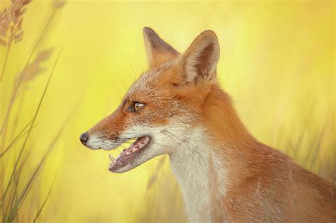 Mellow Yellow Red Fox Portrait Photograph By Roeselien Raimond Fine