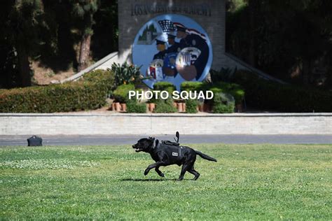 🚔 Los Angeles Police Department Lapd K 9 Bomb Detection Dog Police