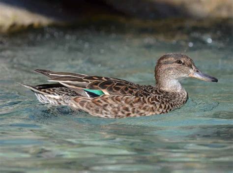 Green Winged Teal British Waterfowl Association