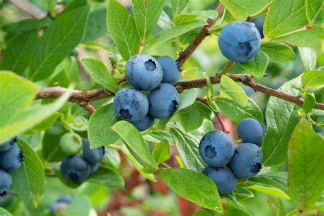 How To Successfully Grow Blueberries In Your Survival Garden Off The