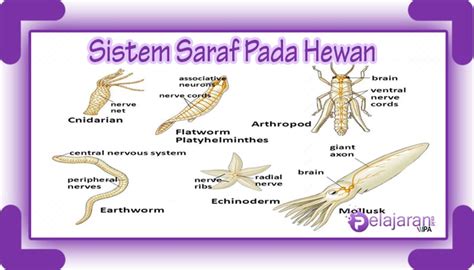 Sistem saraf sadar (sel saraf somatik). Sistem Saraf Pada Hewan (Vertebrata dan Avertebrata ...