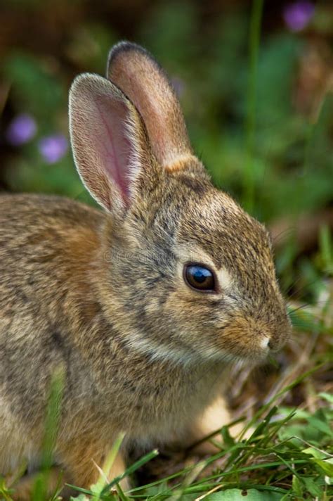 Baby Wild Rabbit Stock Photo Image Of Herbivore Cute 10778202