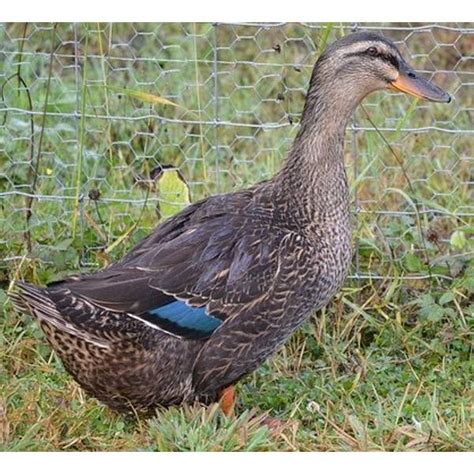 Cackle Hatchery Rouen Duck Hen Female 702f Blains Farm And Fleet