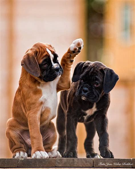 50 Lovely Puppy Pictures Boxer Puppies Boxer Dogs Cute