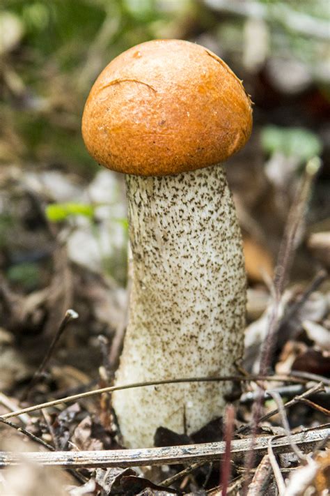 Minnesota Seasons Minnesota Fungi