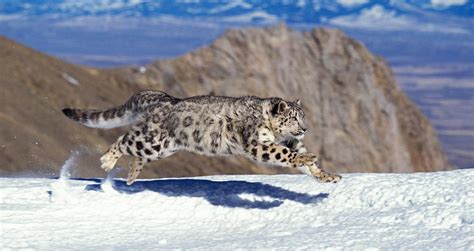 Fun Facts About Snow Leopards That Might Surprise You