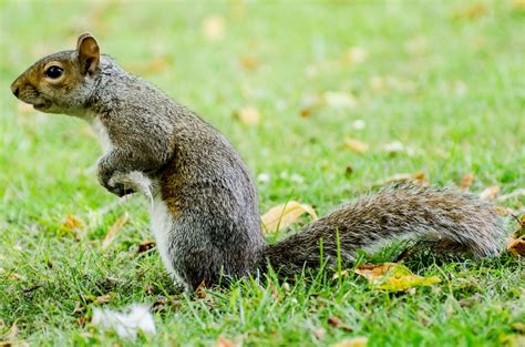 Free Images Nature Grass Stem Bark Wildlife Mammal Gray Rodent