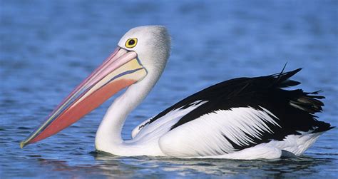Symbolic Pelican Meaning And Pelican Totem On Whats Your Sign Pelican