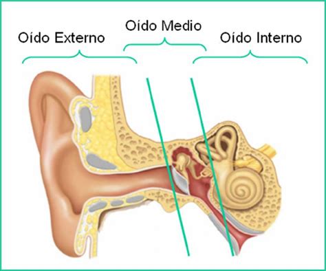 Cómo Funciona El Oído Y Cuales Son Sus Partes Principales